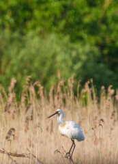 Beautiful Eurasian Spoonbill or common spoonbill, Platalea leucorodia, walking in shallow water hunting for food.