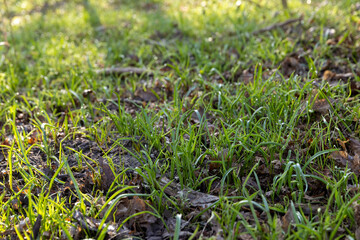 sunny green grass and small yellow flowers in the forest