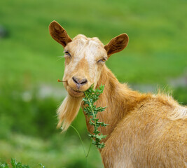 A close up portrait of an eating brown goat in farm pasture.