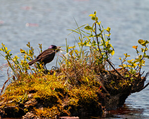 Common Grackle Photo and Image.  Close up side view in a pond and scavenging food in its environment and insect in its beak with water background.