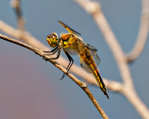 Dragonfly Photo and Image.  Close-up side view resting on a tree branch with blue background in its environment.