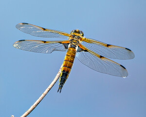 Dragonfly Photo and Image.  Close-up rear view with its wing spread, perch on a twig with blue background in its environment and habitat surrounding.