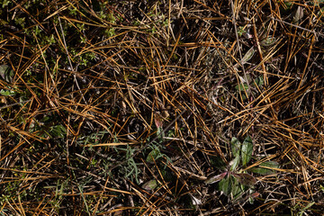 The ground covered with fallen pine needles in the forest