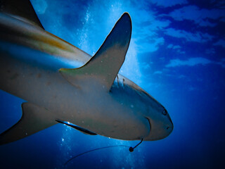Injured Caribbean reef shark (Carcharhinus perezi) with fishing hook in mouth in the Exuma Cays, Bahamas