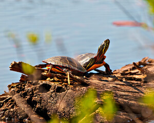 Painted Turtle Photo and Image. Couple resting on a log in the pond with blur water background in their environment