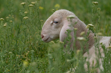 sheep in the field