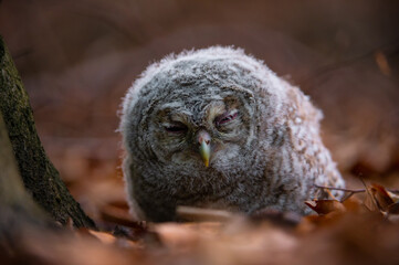 Sleeping little tawny owl © Robert
