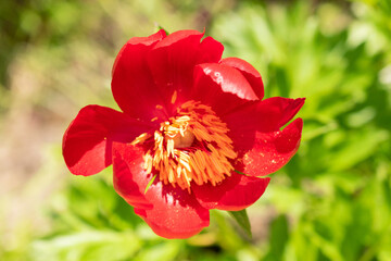 Obraz premium Paeonia Pelegrina flower in Zurich in Switzerland