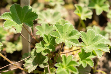 Alchemilla Erythropoda or dwarfs ladys mantle plant in Zurich in Switzerland