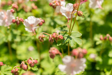 Geranium X Cantabrigiense flowers in Zurich in Switzerland