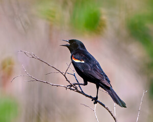Red-winged Blackbird Image and Photo.  Male close-up side view, perched on a twig plant with blur background in its environment