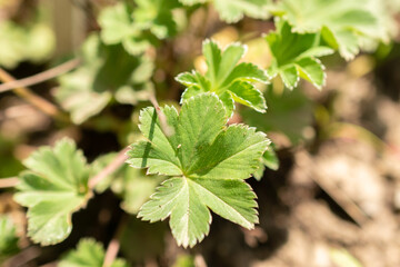 Alchemilla Erythropoda or dwarfs ladys mantle plant in Zurich in Switzerland