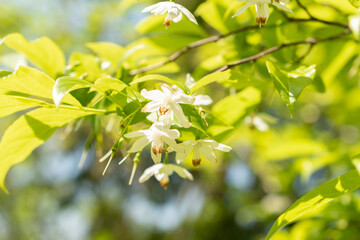 Sinojackia Xylocarpa or Jacktree blossom in Zurich in Switzerland