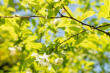 Sinojackia Xylocarpa or Jacktree blossom in Zurich in Switzerland