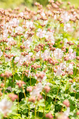 Geranium X Cantabrigiense flowers in Zurich in Switzerland