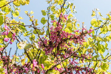 Cercis Siliquastrum or Judas tree in Zurich in Switzerland