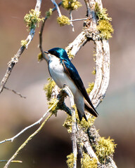 Swallow Photo and Image.  Close-up side view perched on a moss branch with brown background in its environment.