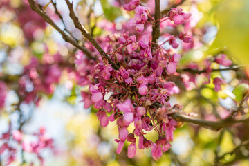 Cercis Siliquastrum or Judas tree in Zurich in Switzerland