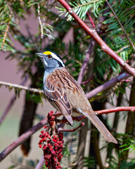 White-throated Sparrow Image and Photo.  Close up side view perched on a branch with forest background in its environment. Sparrow Portrait.