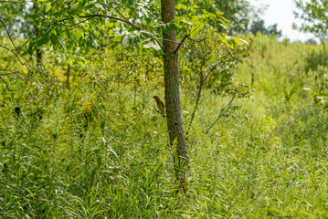 Cedar Waxwing Perched In A Tree In Summer