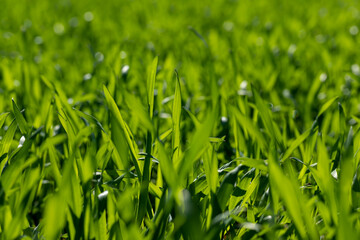 agricultural field with green wheat in the spring season