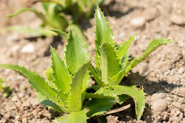 Eryngium Agavifolium plant in Zurich in Switzerland