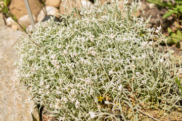 Cerastium Candidissimum or greek snow plant in Zurich in Switzerland
