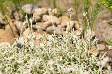 Cerastium Candidissimum or greek snow plant in Zurich in Switzerland