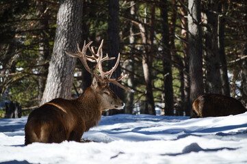 Fototapete bei efototapeten.de bestellen   