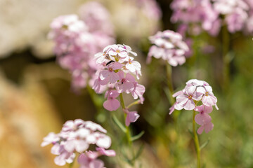 Aethionema Armenum or rock cress or persian candytuft flowers in Zurich in Switzerland