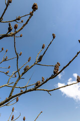 sumac tree in sunny weather in early spring