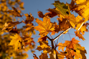 Yellowing maple foliage in the autumn season