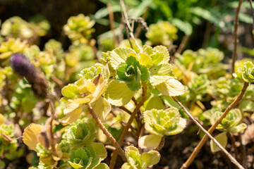 Coleus Caninus plant in Zurich in Switzerland