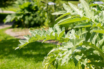 Cynara Cardunculus or artichoke thistle in Zurich in Switzerland