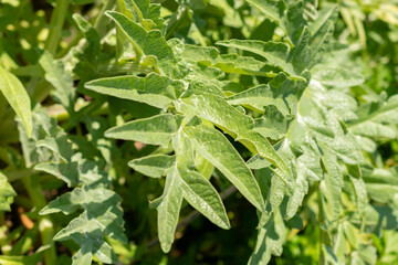 Cynara Cardunculus or artichoke thistle in Zurich in Switzerland