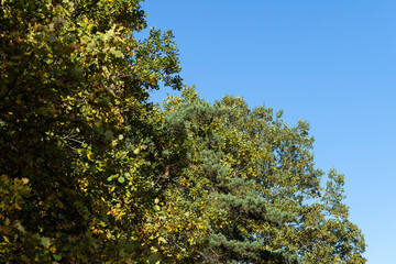 Oak tree in autumn leaf fall in sunny weather