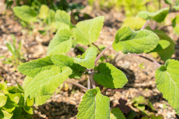 Salvia leaves in Zurich in Switzerland