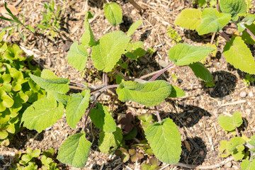Salvia leaves in Zurich in Switzerland