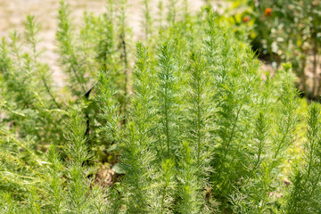 Adonis Vernalis or pheasants eye in Zurich in Switzerland