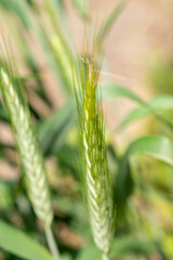 Triticum Durum or pasta wheat in Zurich in Switzerland