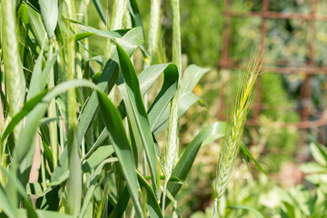 Triticum Durum or pasta wheat in Zurich in Switzerland