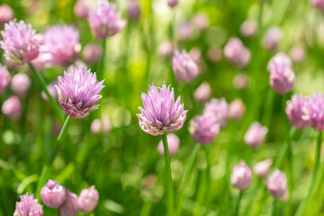 Chives or Allium Schoenoprasum in Zurich in Switzerland