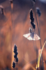Biały motyl dyblik liniaczek na letniej łące (Siona lineata)