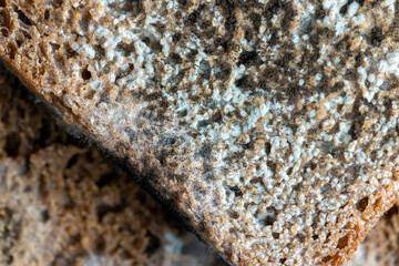 Black rye bread covered with black mold