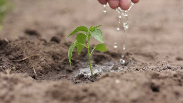 Agriculture. Senior farmer's hands with water are watering green sprout of peper. Young green seedling in soil. Water drops, new life of young sprout. Spring gardening. Sprouted seed in fertile soil.