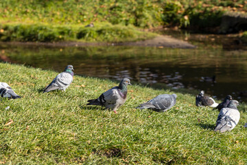 Pigeons looking for food in the autumn season