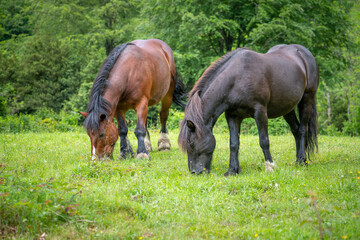 Horses graze on a green meadow on a background of green forest
