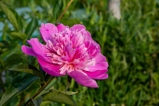 pink peony flower in the garden on a background of green leaves