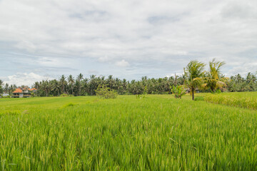 Fototapeta na wymiar Rice fields in countryside, Ubud, Bali, Indonesia, green grass, cloudy sky