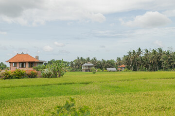 Rice fields with house in countryside, Ubud, Bali, Indonesia, green grass, cloudy sky